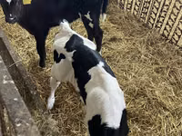 母牛, Holstein breed — 照片 1