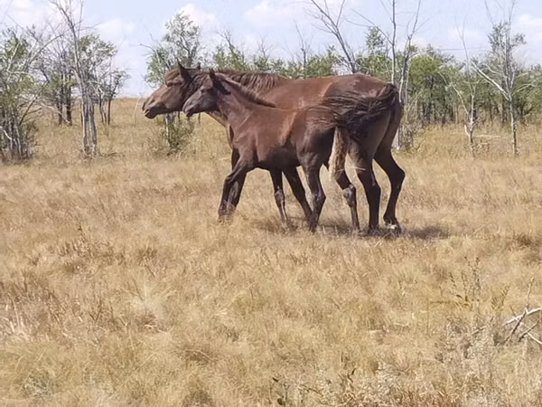 Mare, Kazakh horse — Kazakhstan