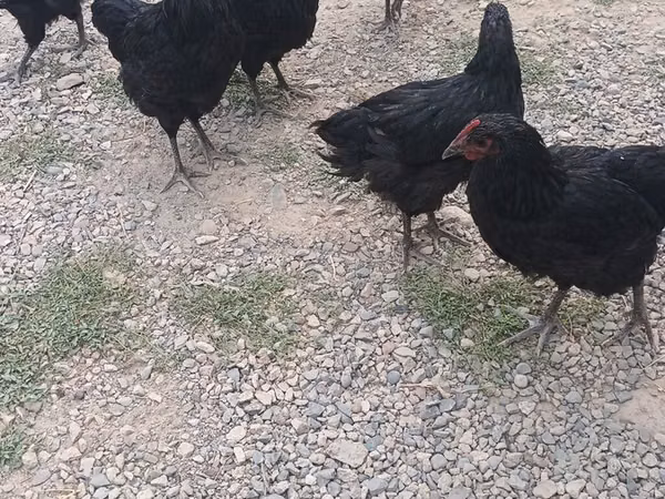 Chickens — Kyrgyzstan