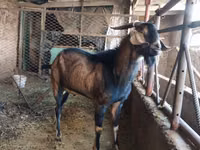 Ri’ lab, Goats — sawirka 2