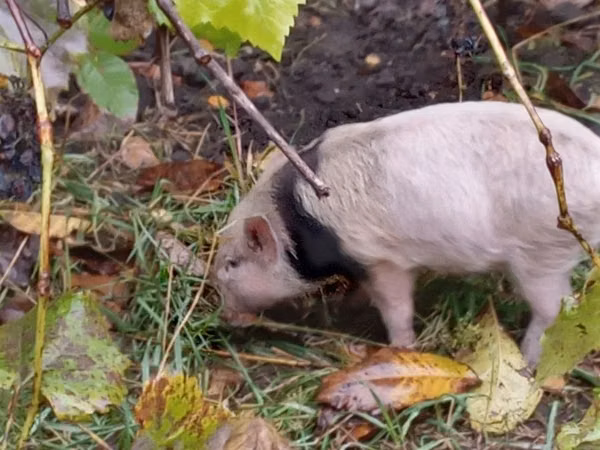 Babi betina, Pigs