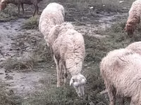 میش, گوسفند — عکس 3