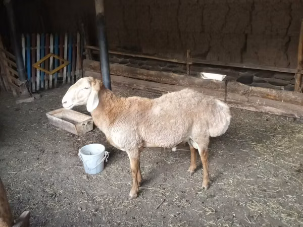 Sheep, Sheep — Kyrgyzstan
