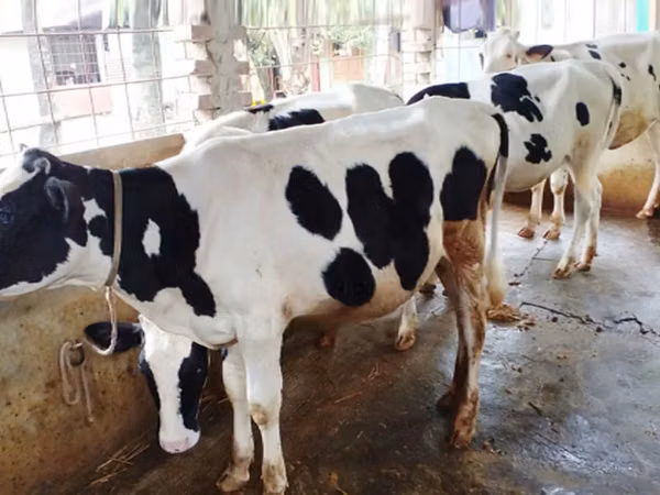 Vache, Race Holstein — Bangladesh
