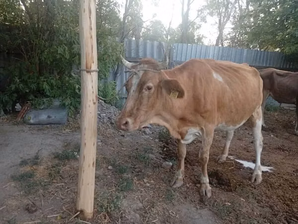 Vache, Bovins — Kirghizstan