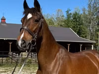 Yegua, Dutch warmblood horse — foto 1