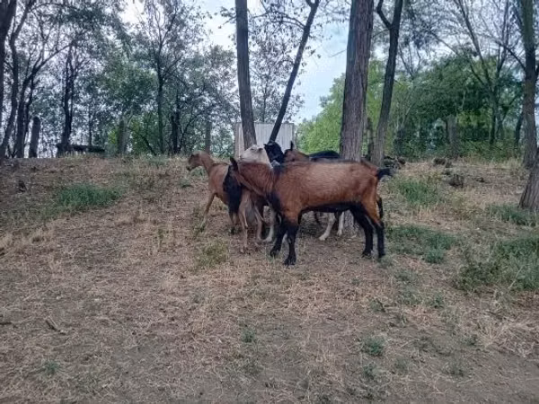 Billy Goat, Alpine goat — Hungary