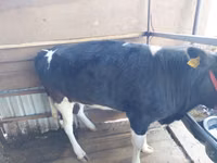 Cow, Russian Black pied cattle — photo 3