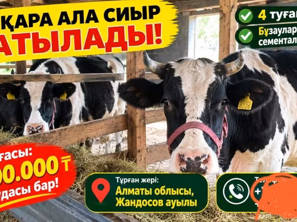 Cow, Russian Black pied cattle — Kazakhstan