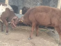 सांड, मवेशी — फ़ोटो 6