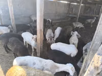 암양, 양 — 사진 4