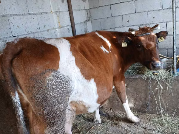 Корова, Simmental cattle