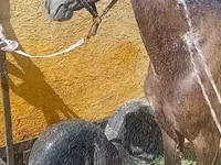 Cavalla, Cavalli — foto 1