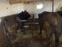 Bull, Cattle — photo 4