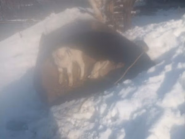 Billy Goat, Saanen goat — Kazakhstan