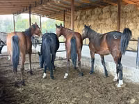 雄馬, Horse breed — 写真 5