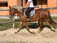 Kůň, Koně — foto 4