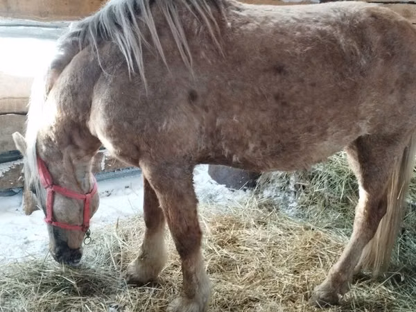 Horse (M), Horses