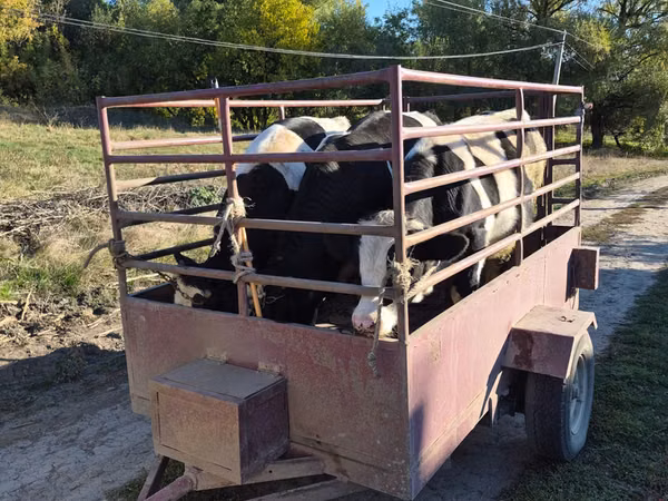 Bulle, Russian Black pied cattle