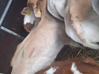 گاو و گوساله (گروه، جنسیت مشخص نشده), Simmental cattle — عکس 2
