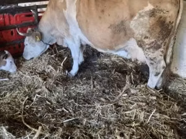 Sapi, Simmental cattle