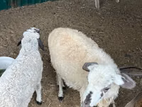Sheep, Sheep — photo 2