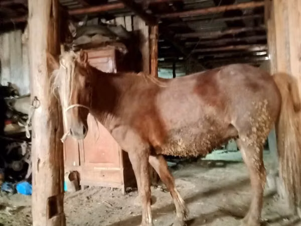 Kuda betina, Horses — Kazakhstan