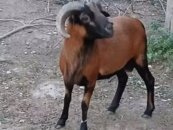 Ovan, Cameroon sheep