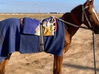 母马, Kazakh horse — 照片 1