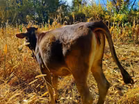 Cow, Alatau breed — photo 3