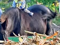 Kuda betina, Horses — foto 3