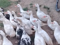 Ducks — zdjęcie 2