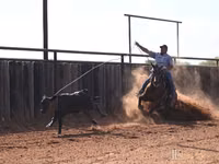 公马, Quarter Horse — 照片 3
