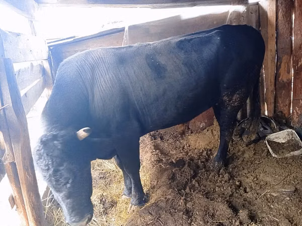Bull, Aberdeen-Angus — Kazakhstan