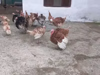 Turkeys — ছবি 2