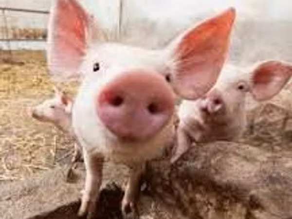 Sow, Pigs