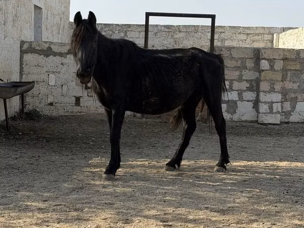 Kuda betina, Horses — Kazakhstan