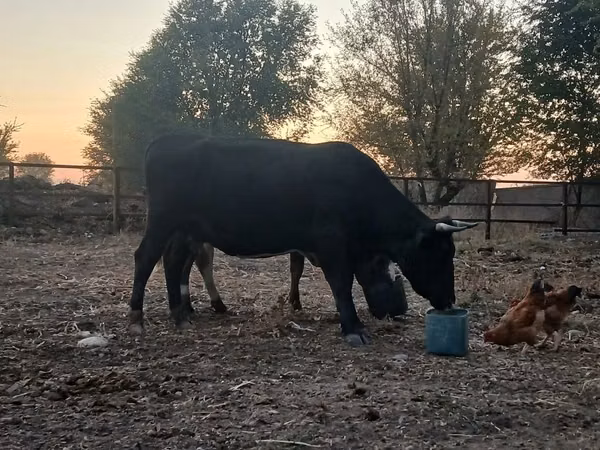 ላም, Swiss cattle