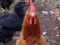 Chickens — عکس 4