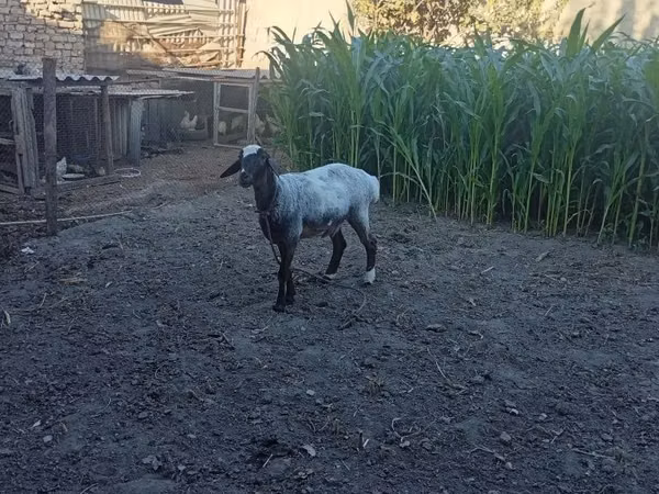 Ram, Blackheaded Persian sheep