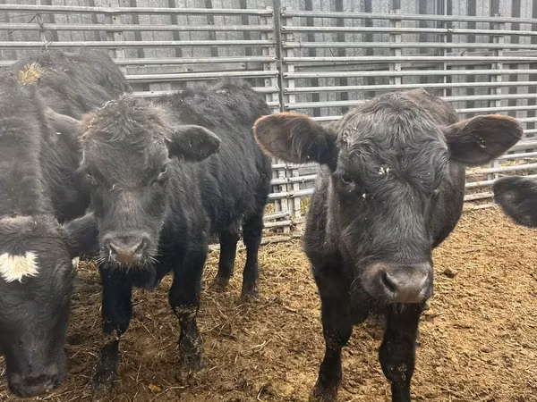 Toro, Aberdeen-Angus
