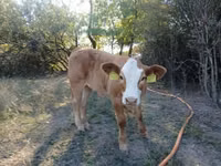 Krowa, Simmental cattle — zdjęcie 2
