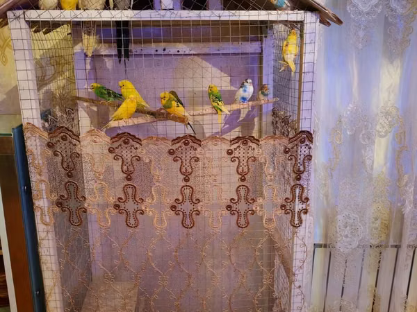 8 çex 2 keşa tam saqlam heyvanardi hazır bala veren quşdardı qefes