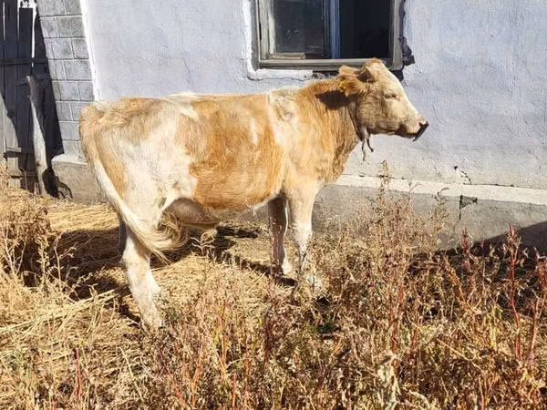 公牛, Cattle — 哈萨克斯坦