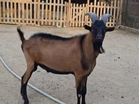 Billy Goat, Alpine goat — photo 3