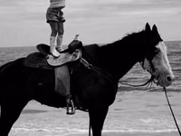 Toychoq, American paint horse — 3-rasm