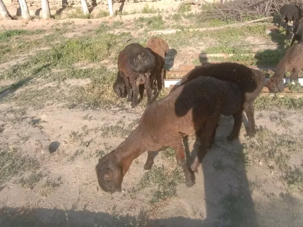 Ram, Sheep — Uzbekistan