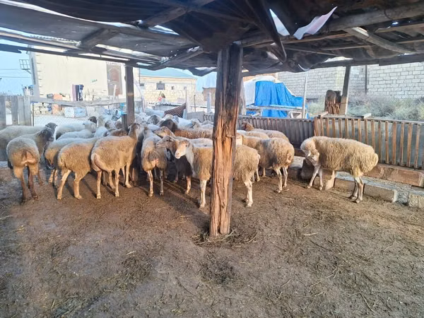 በግ, Sheep