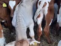 Bulle, Simmental cattle — Foto 1