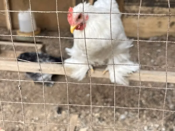 Chickens — Kyrgyzstan